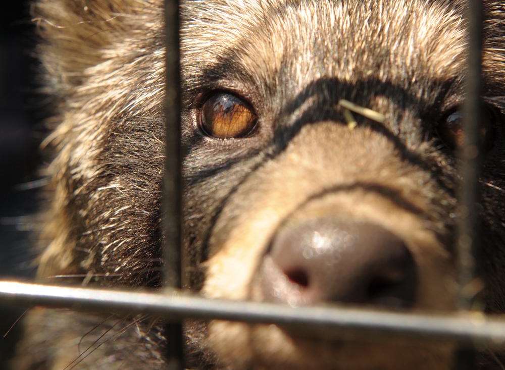 Warning After Raccoon Dogs Found Abandoned In Dartford Flat In East Hill