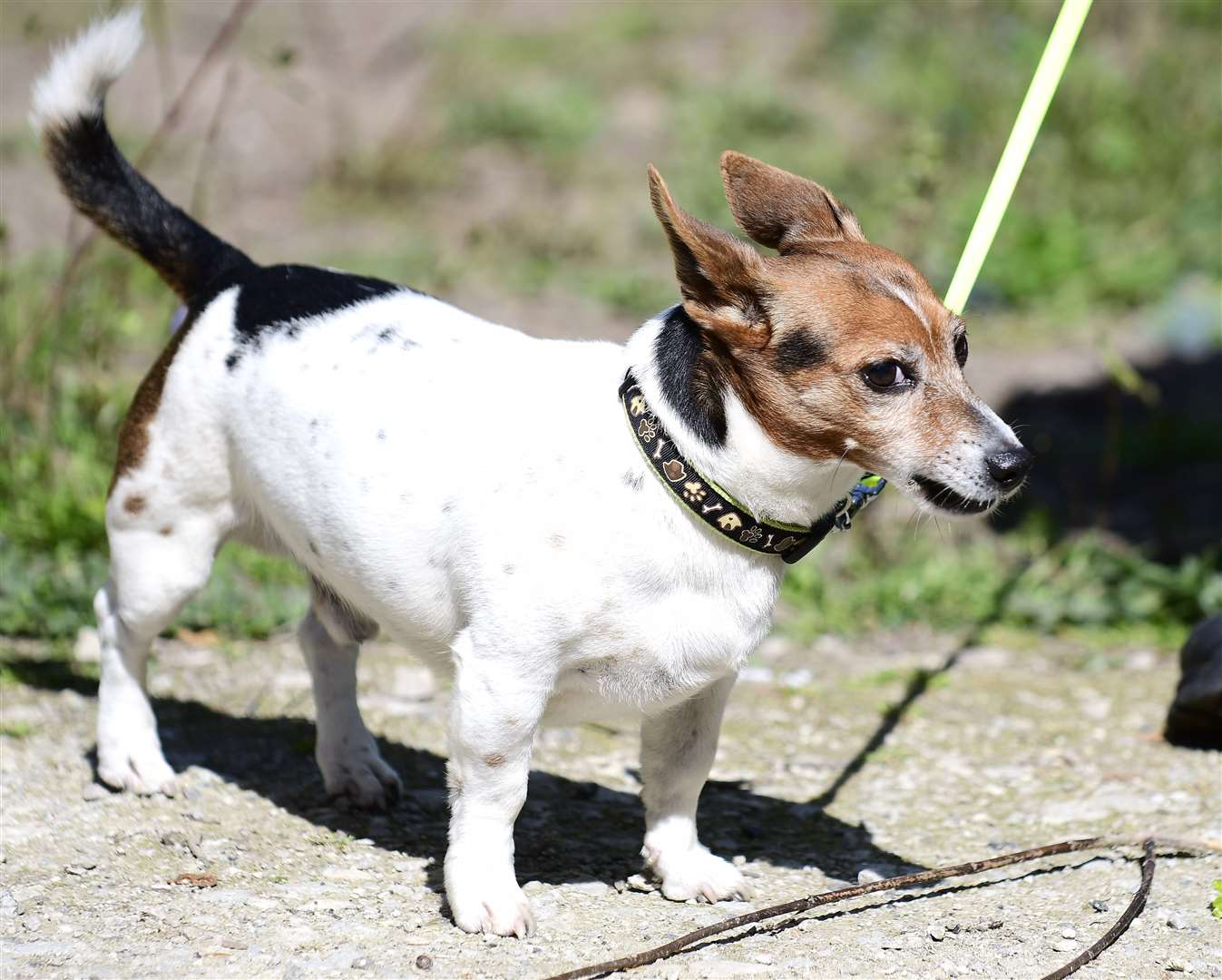 Julia's loyal Jack Russell, Toby, was found waiting beside her after her death. Picture: Barry Goodwin