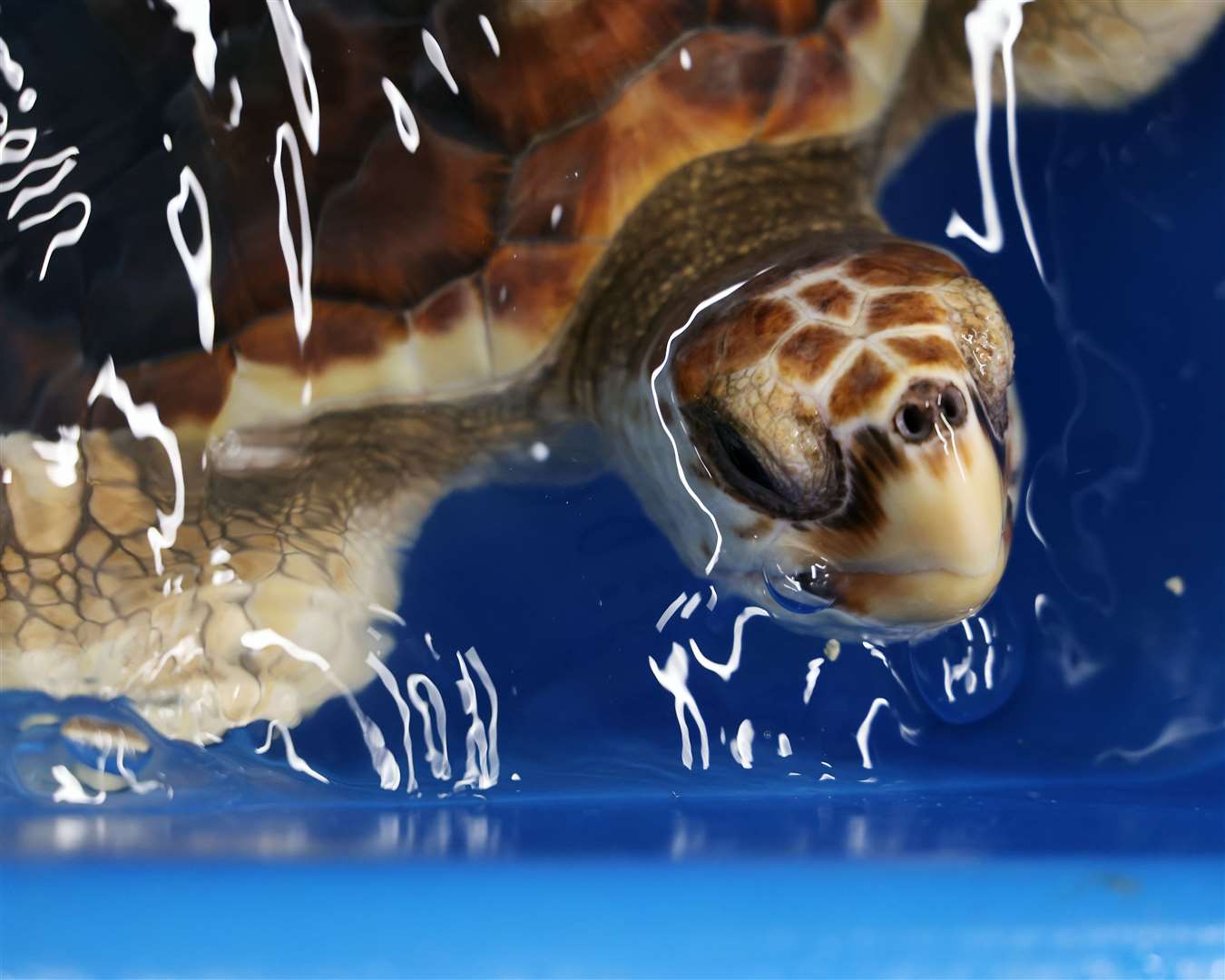 One of the six rare loggerhead turtles found by the crew of a Royal Navy warship after washing up on UK shores (Royal Navy/PA)