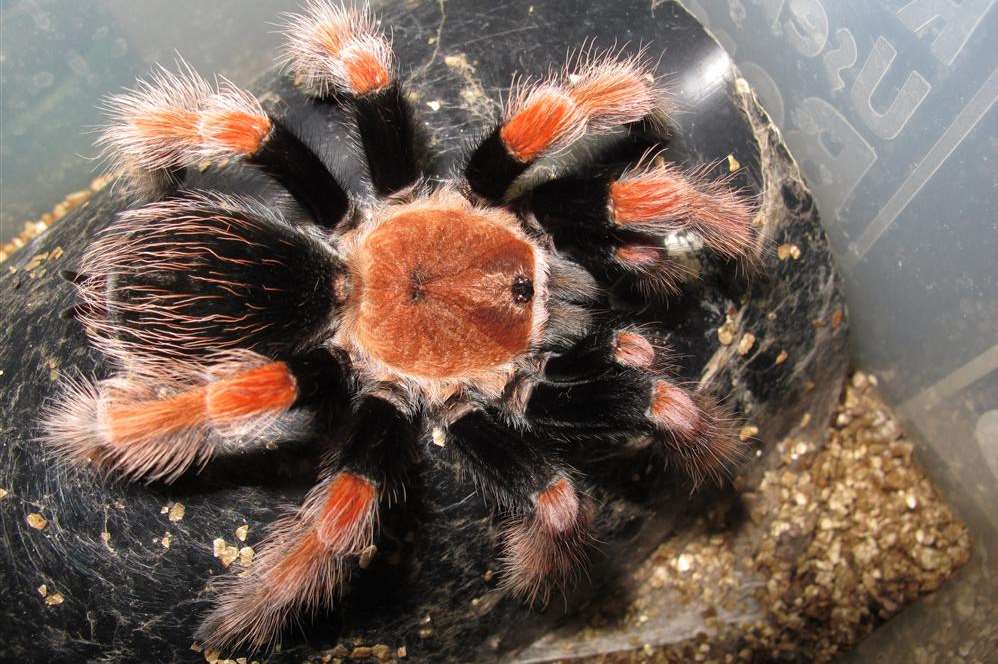 A Mexican Beauty Tarantula