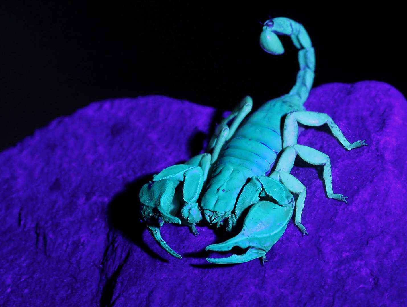 A Yellow Tailed Scorpion from Blue Town, Sheerness, under UV light. Picture: Jason Steel www.jason-steel.co.uk