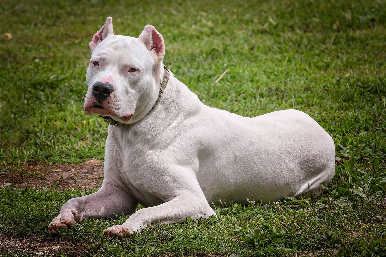 A dogo Argentino (Alamy/PA)