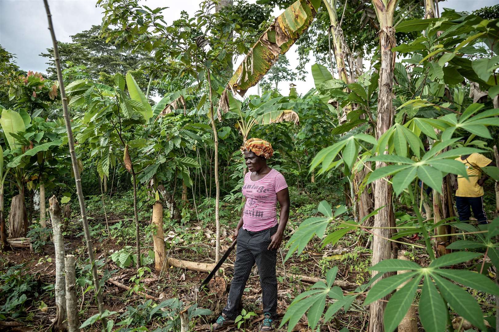 cocoa-producers-trial-new-farming-scheme-to-save-chocolate-from-climate