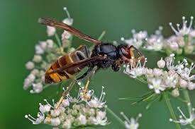 Asian hornet stock (4852184)