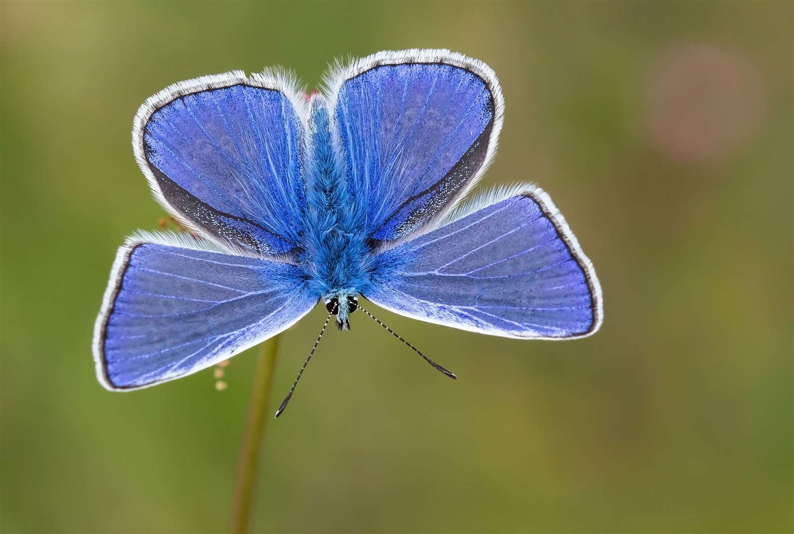 Common blues had their worst summer on record in the count (Tamas Nestor, Butterfly Conservation/PA)