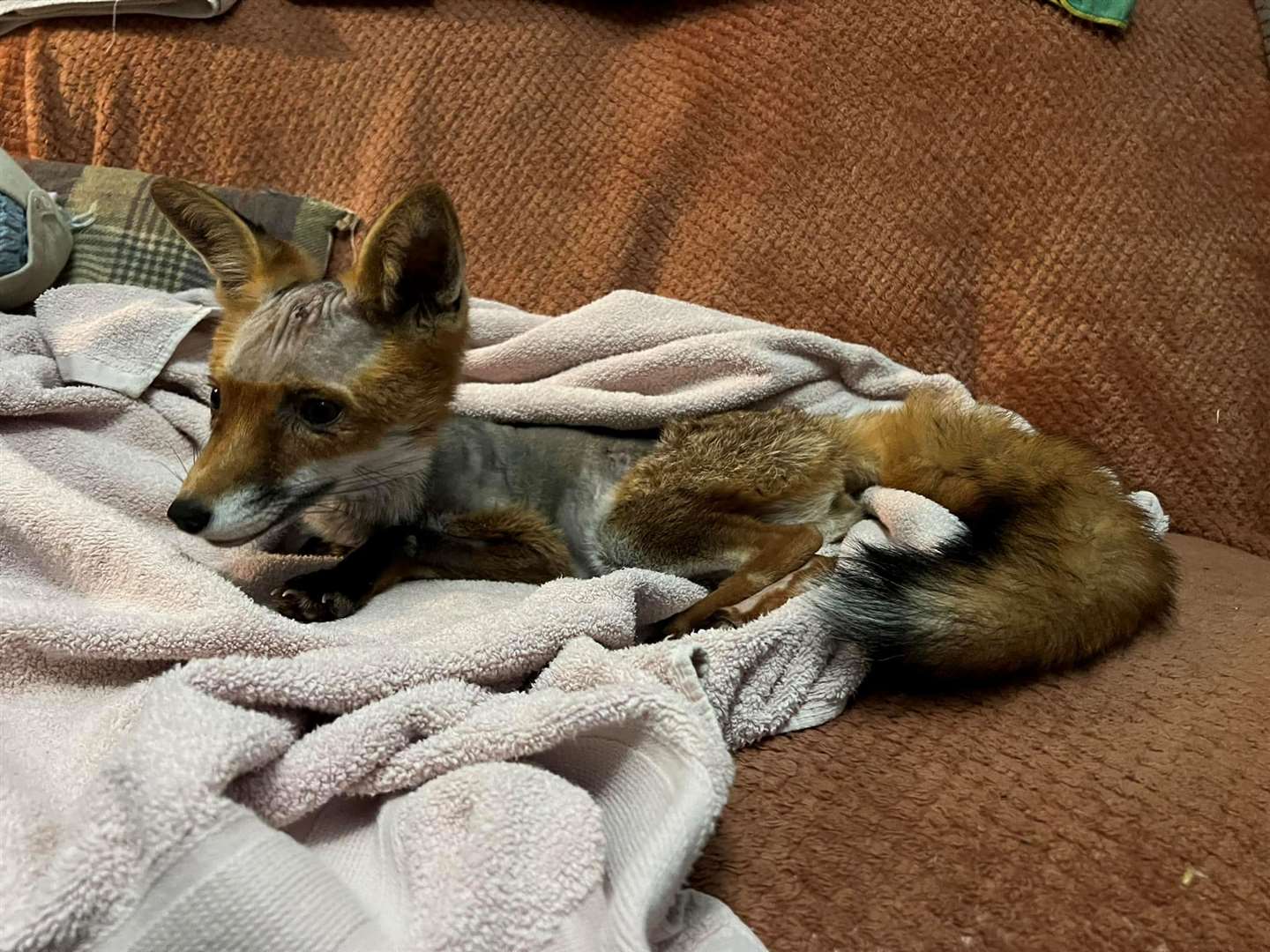 Kent Wildlife Rescue says Hazel is recovering well