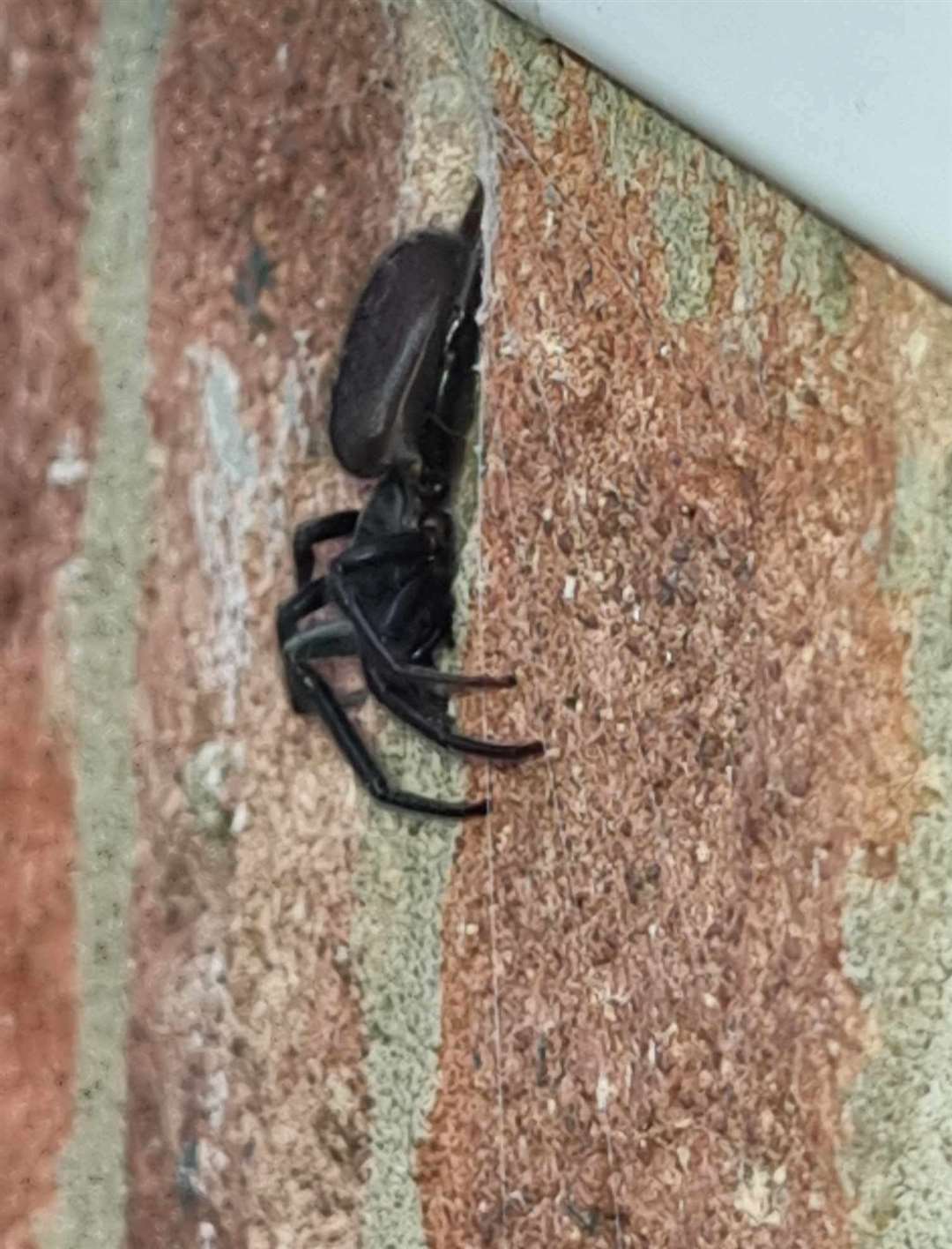 The Tube Web spider found by Malcolm Harrison