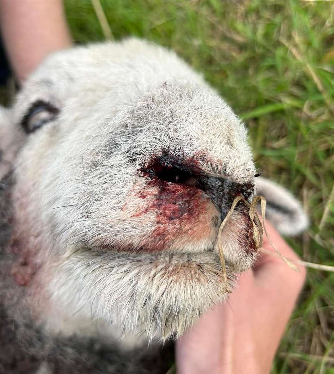 The injuries to the lamb sustained at Sharsted Farm, Shawsted Road, Gillingham