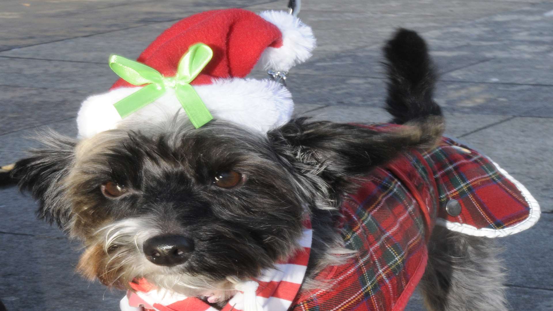 Roxy the dog was among those who took part in last year's world record attempt in Community Square, Gravesend