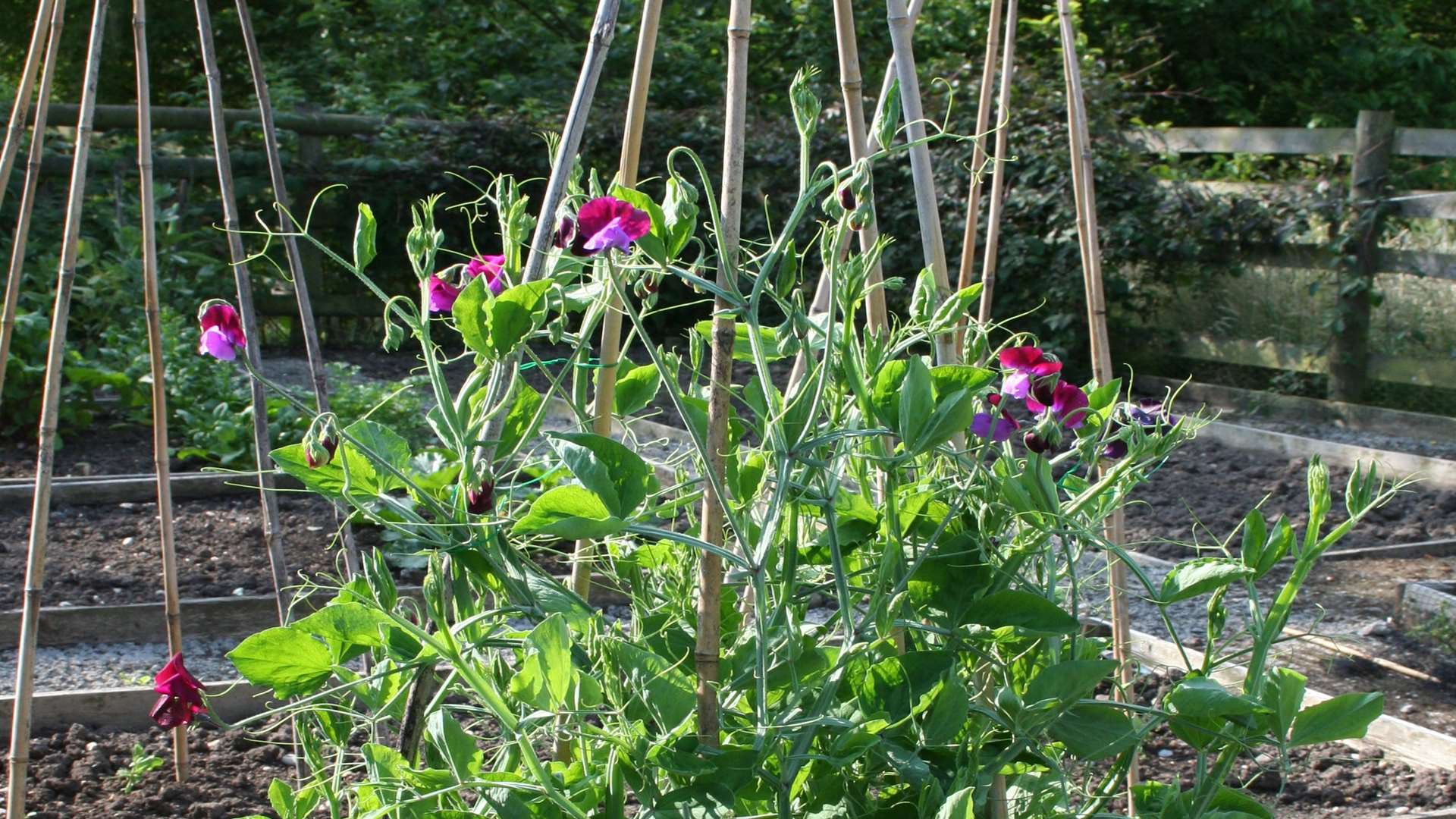 Sweet peas need a frame