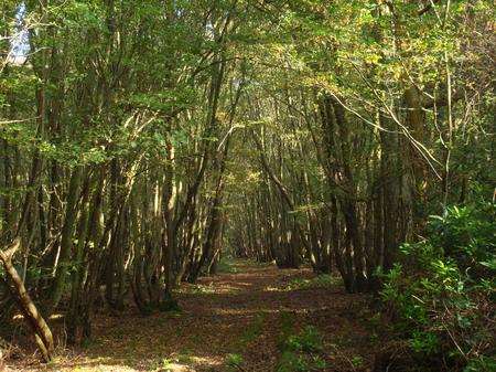 Pluckley Woods