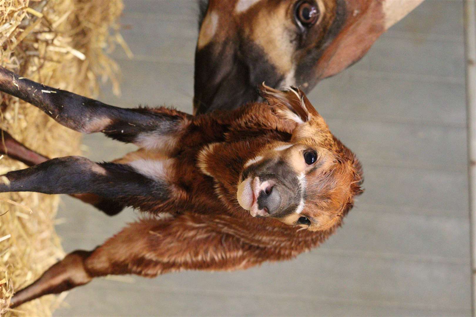 First-time mum Othaya gave birth to the male eastern mountain bongo calf (Woburn Safari Park/PA)