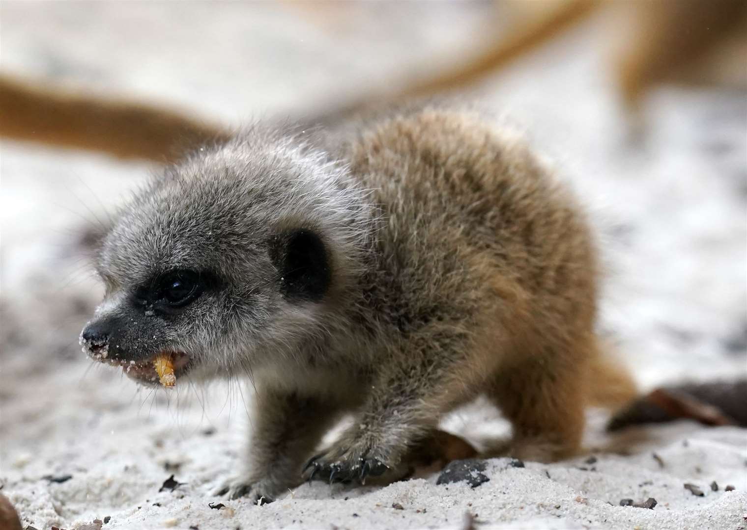 Meerkat pup Busta munches on a mealworm at Blair Drummond Safari and Adventure Park, near Stirling (Andrew Milligan/PA)