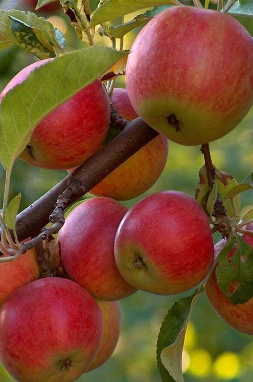 English apples at Perry Court