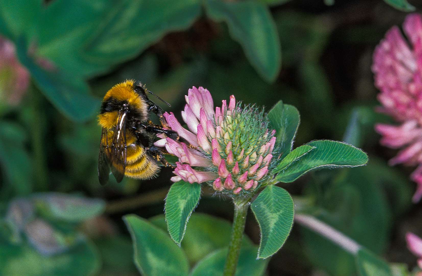 Bumblebees are at risk of overheating (Ola Jennersten/WWF-Sweden/PA)