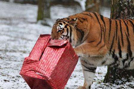 Christmas at Port Lympne