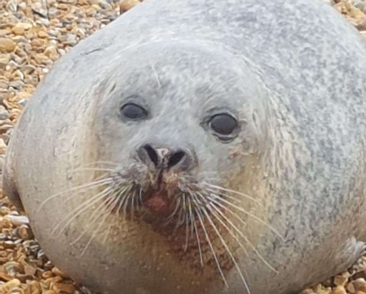 He stayed on the beach for a 'rest'. Picture credit: RSPCA