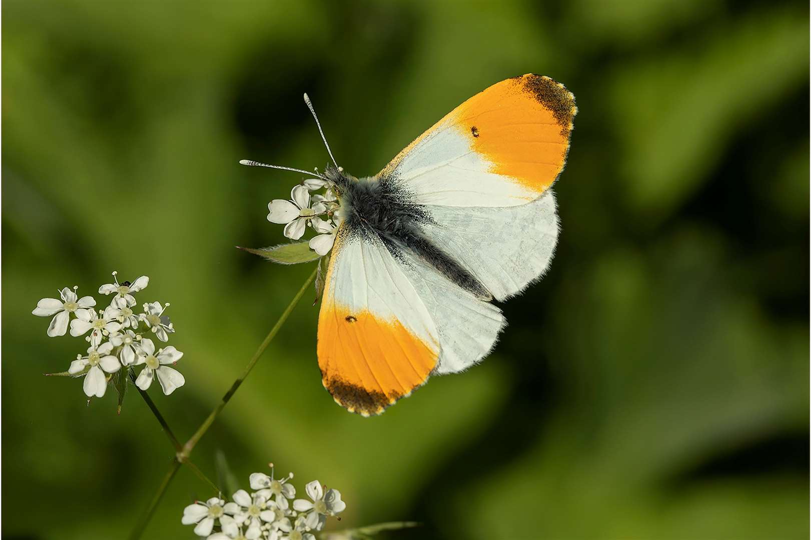 There are fears lower caterpillar numbers will lead to fewer butterflies this summer. Image: iStock.