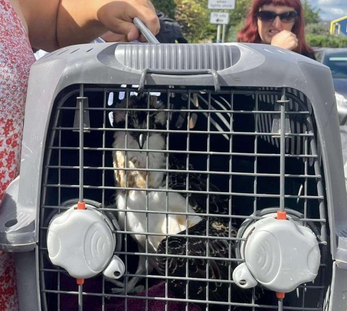 Members of Many Hoots Bird Rescue Centre helped put the bird into an animal carrier. Picture: Kelly Allaway