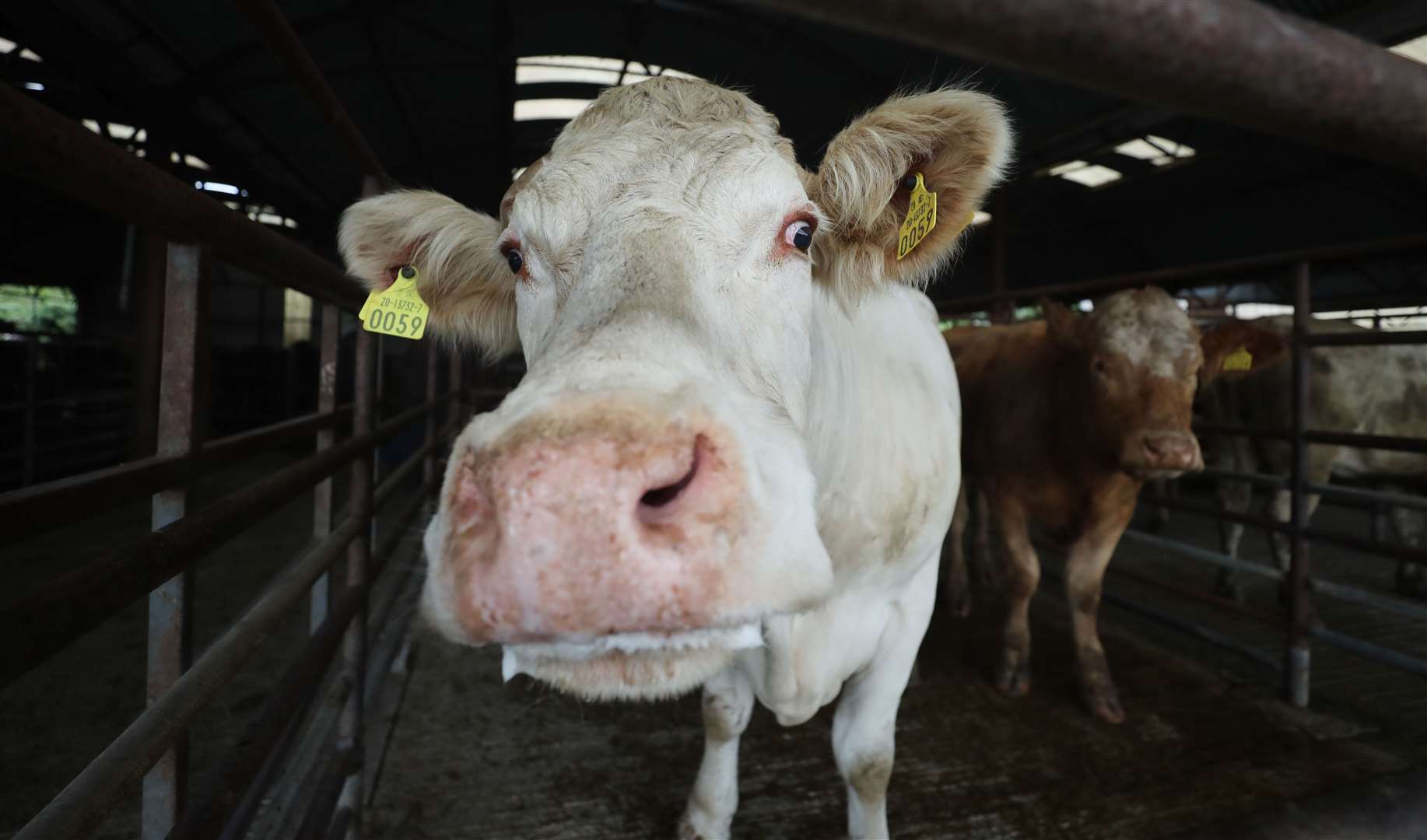 A cow for sale at a livestock market (PA)