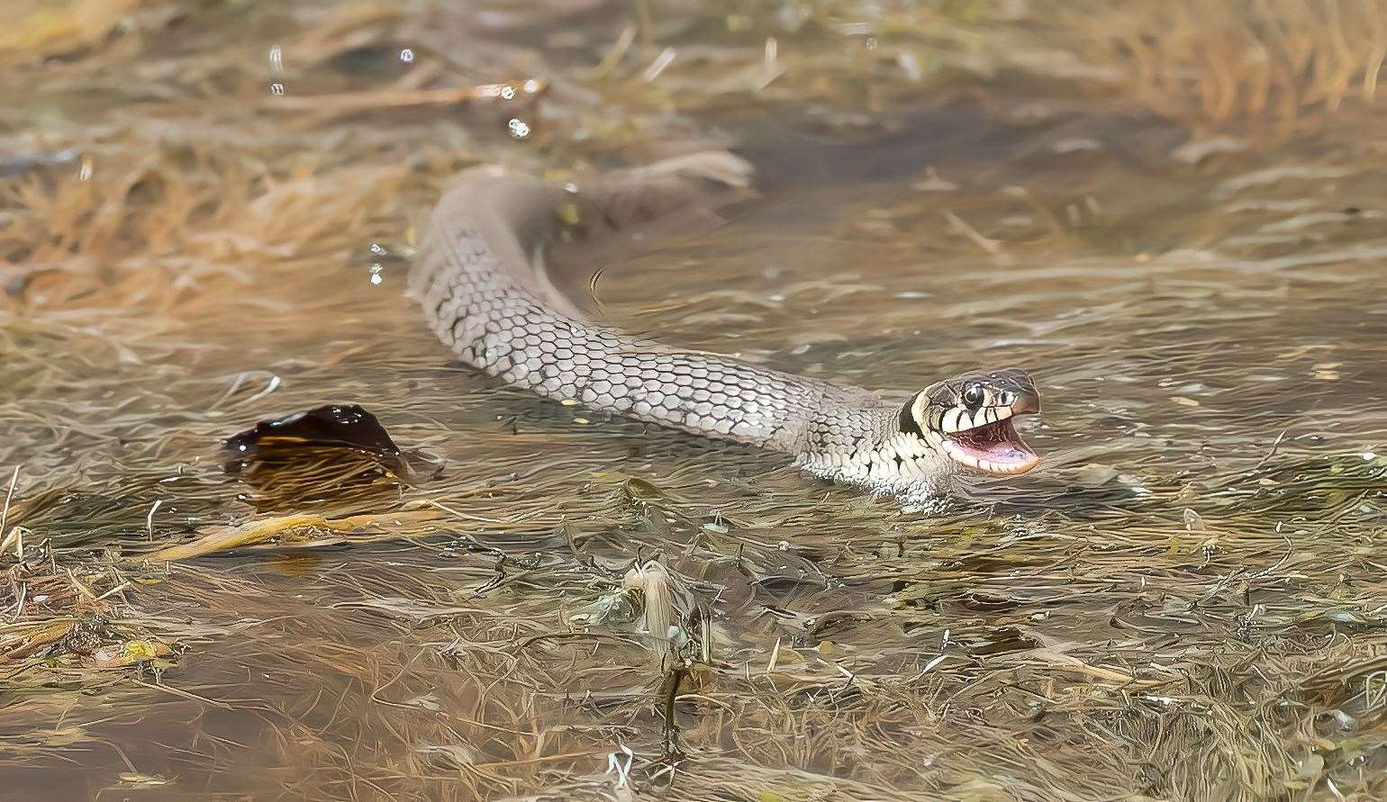 The grass snake was three feet long. Picture: Steve Cullum/Solent News