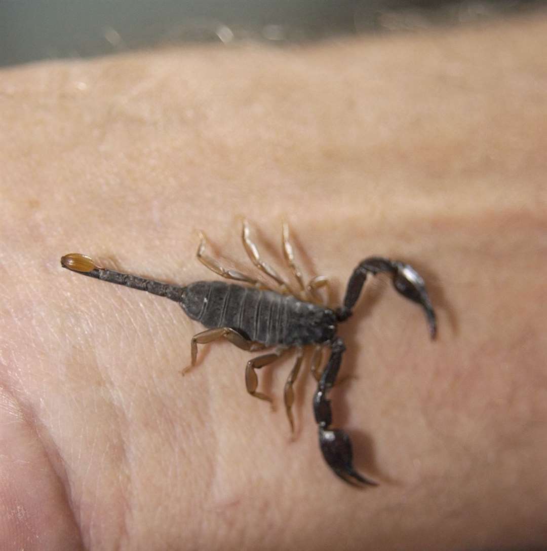 One of the famed Scorpions living at Sheerness Docks. Picture: Andrew Wardley