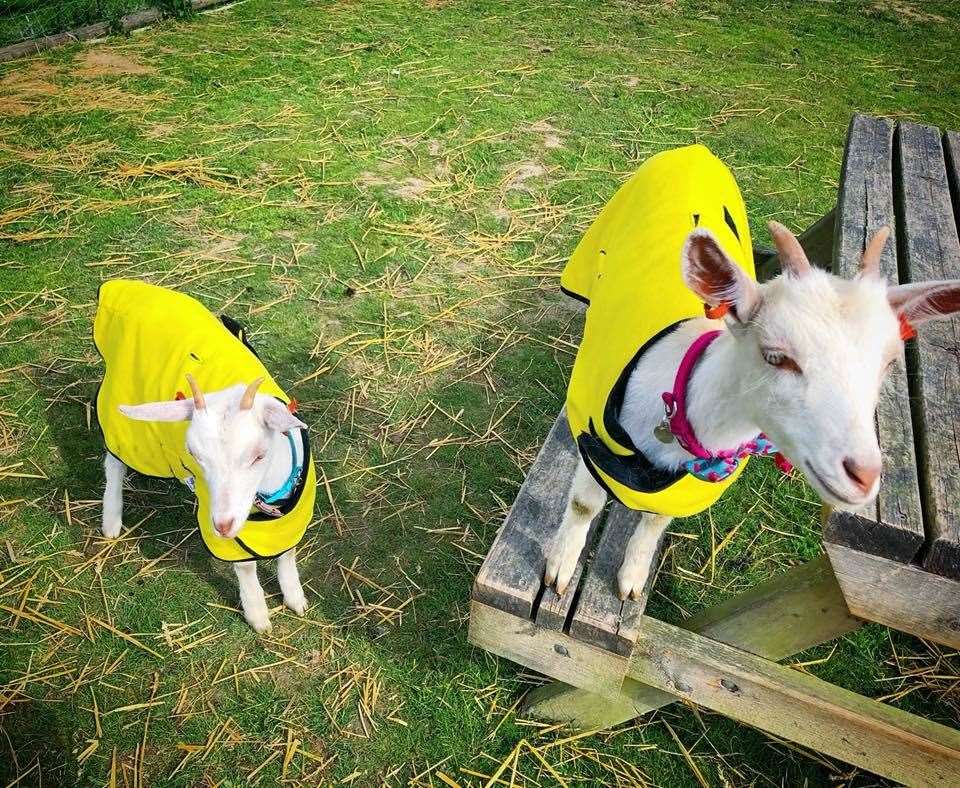 Goats Betty and Gloria at Happy Pants Ranch