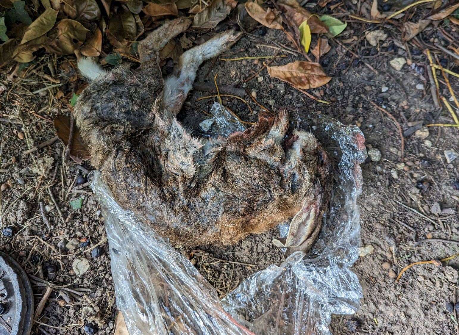 A dead rabbit was found on a footpath near Manor Grove, Sittingbourne