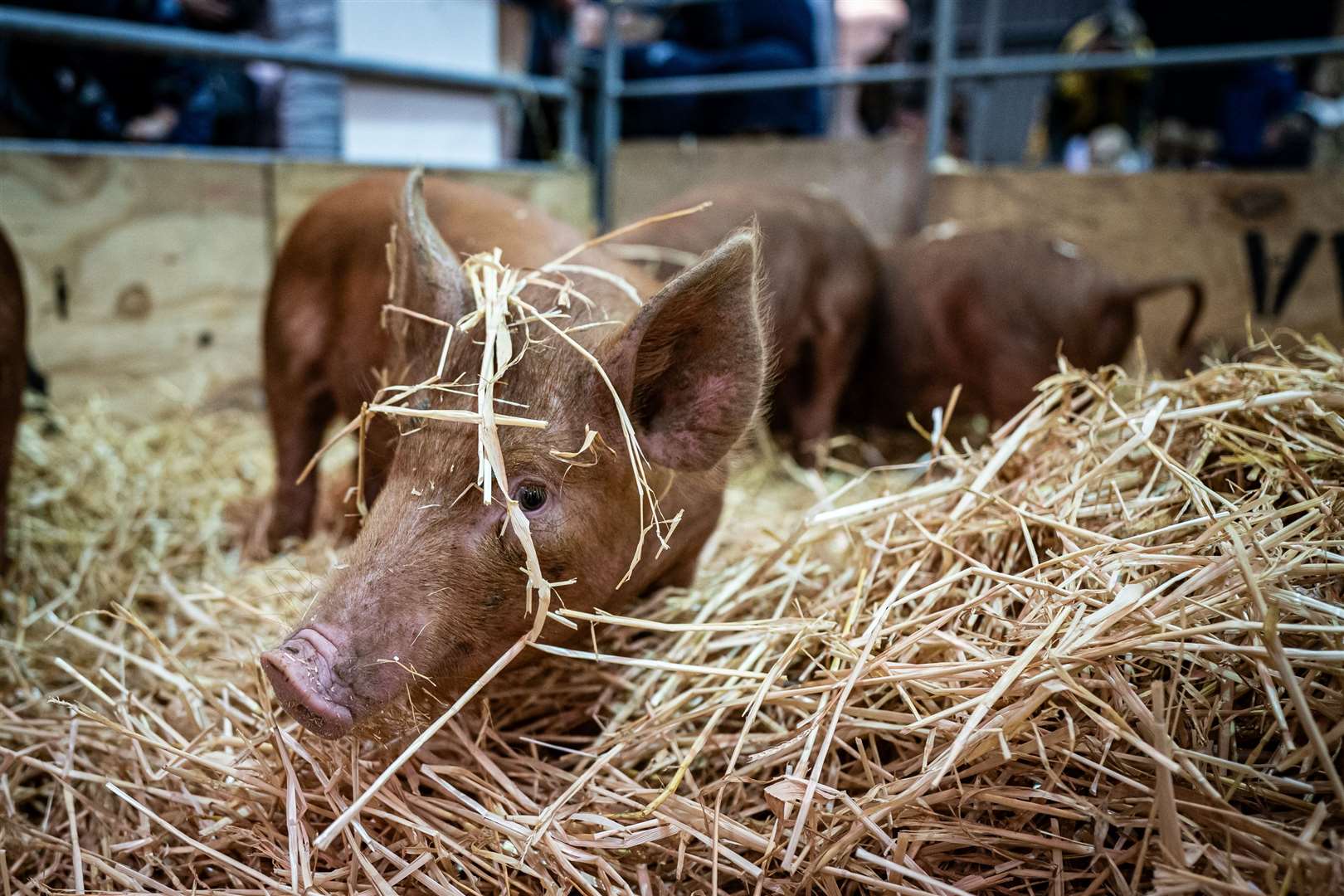 Tamworth piglets were less fussed on their appearance (Ben Birchall/PA)