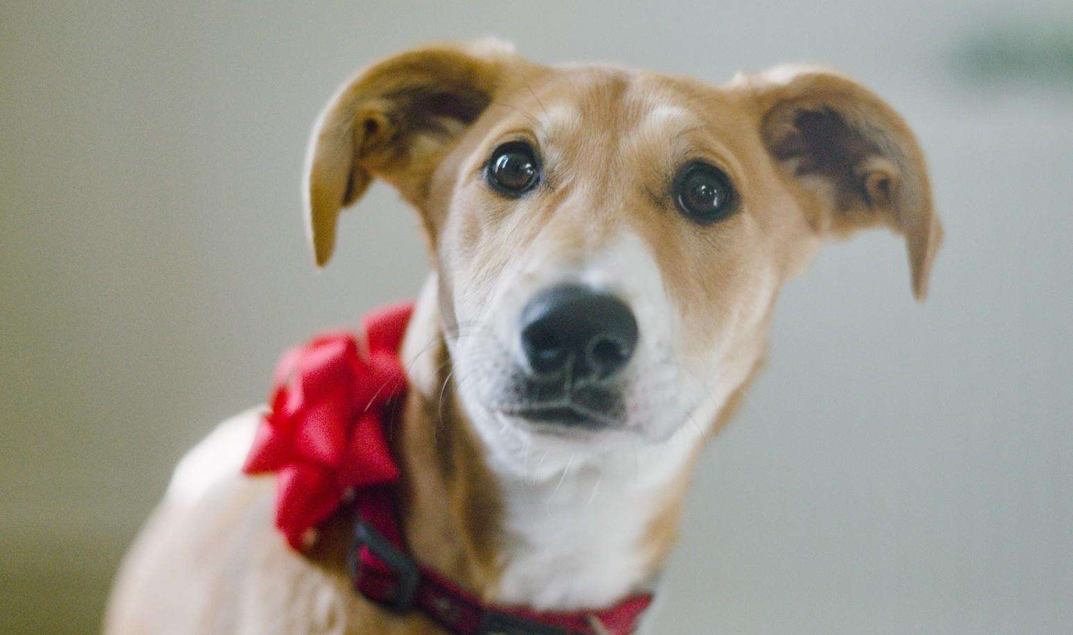 Dogs Trust is launching its Christmas advert today. Picture: Dogs Trust