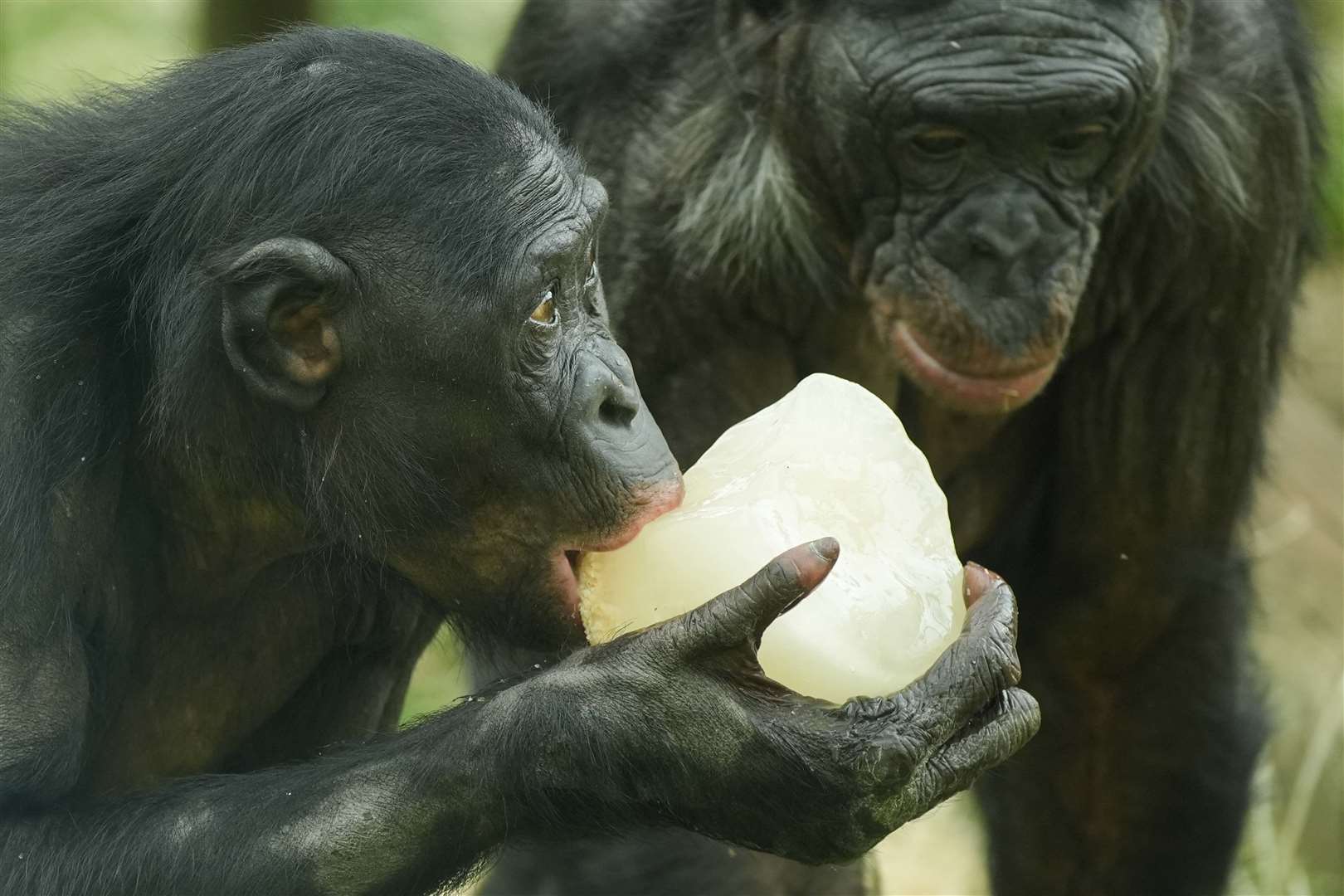 Bonobo apes sucked on ice blocks at Twycross Zoo in Leicestershire (Jacob King/PA)