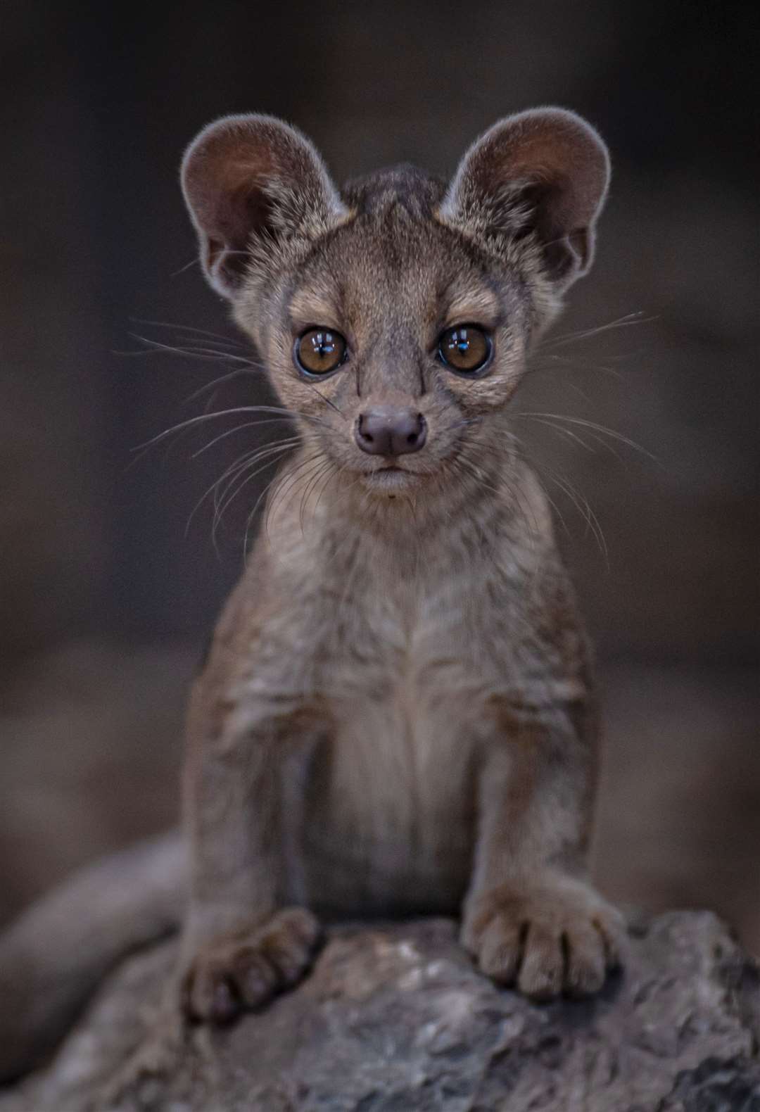 Conservationists from Chester Zoo have been helping to protect endangered habitats in Madagascar for more than 10 years (Chester Zoo/PA)