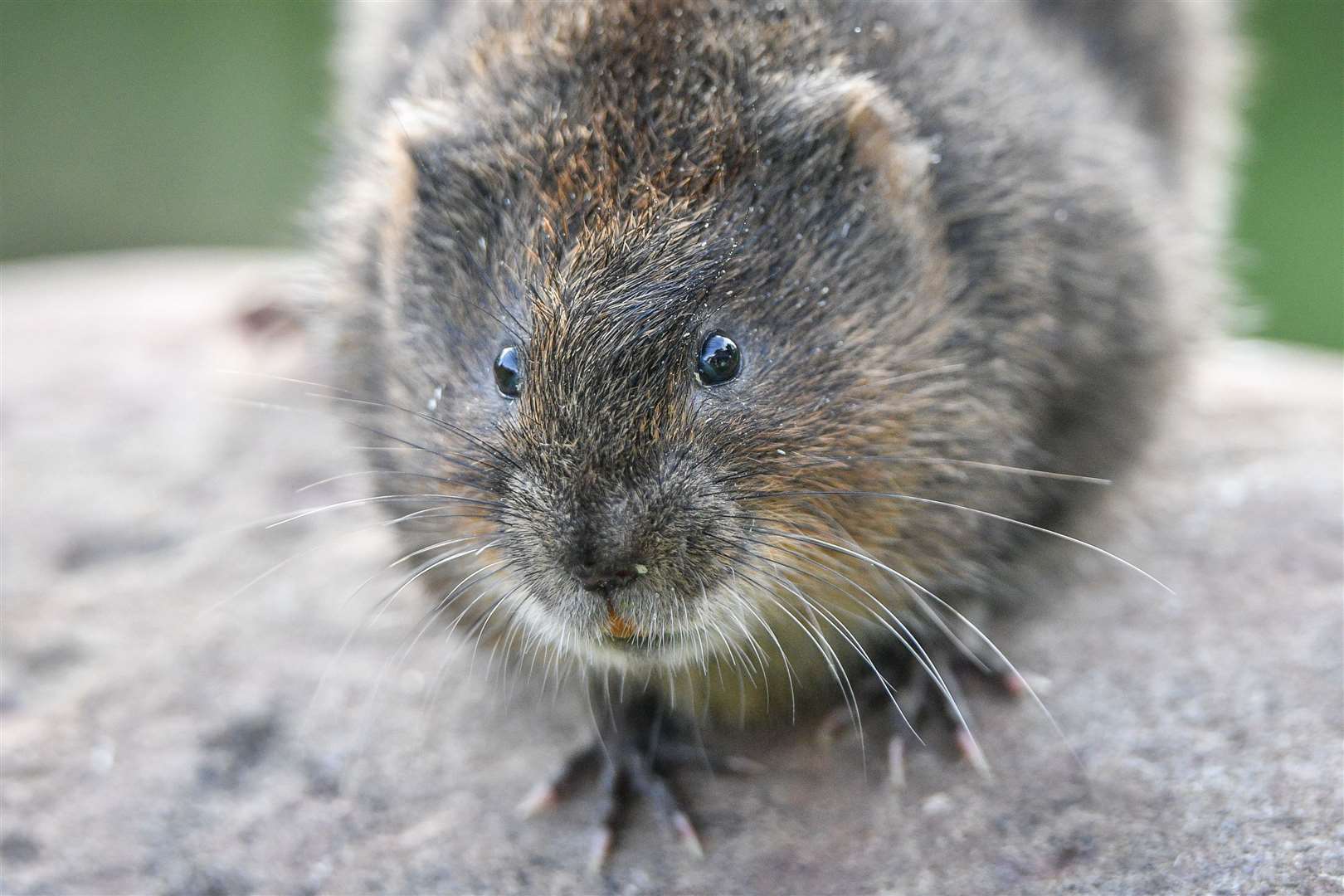 Water voles are endangered as numbers continue to decline (Ben Birchall/PA)