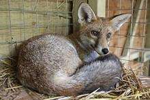 Baxter, a red fox, is getting used to his new surroundings at Wildwood