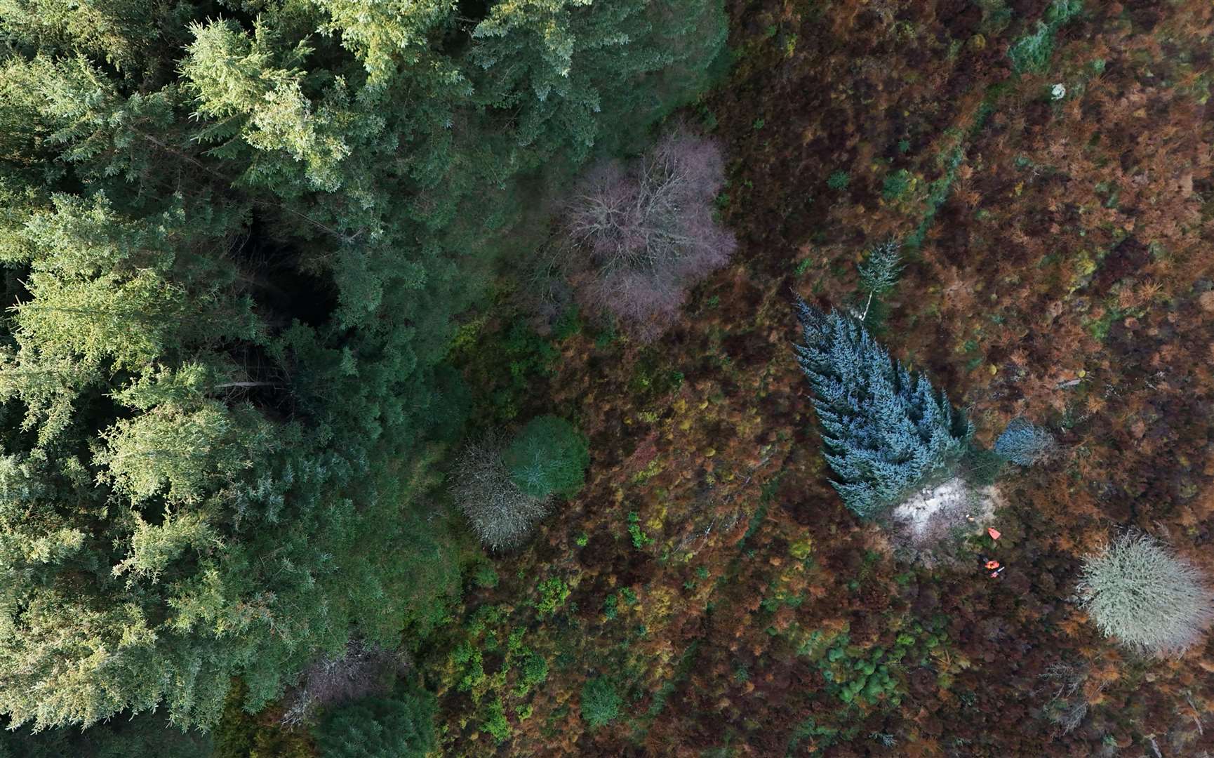 Forestry workers felled the 40ft Sitka spruce tree in Northumberland’s Kielder Forest before it made the 330-mile journey south to Westminster (Owen Humphreys/PA)