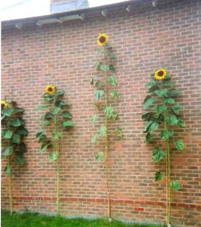 Jim Williams's towering plants were almost as tall as his house