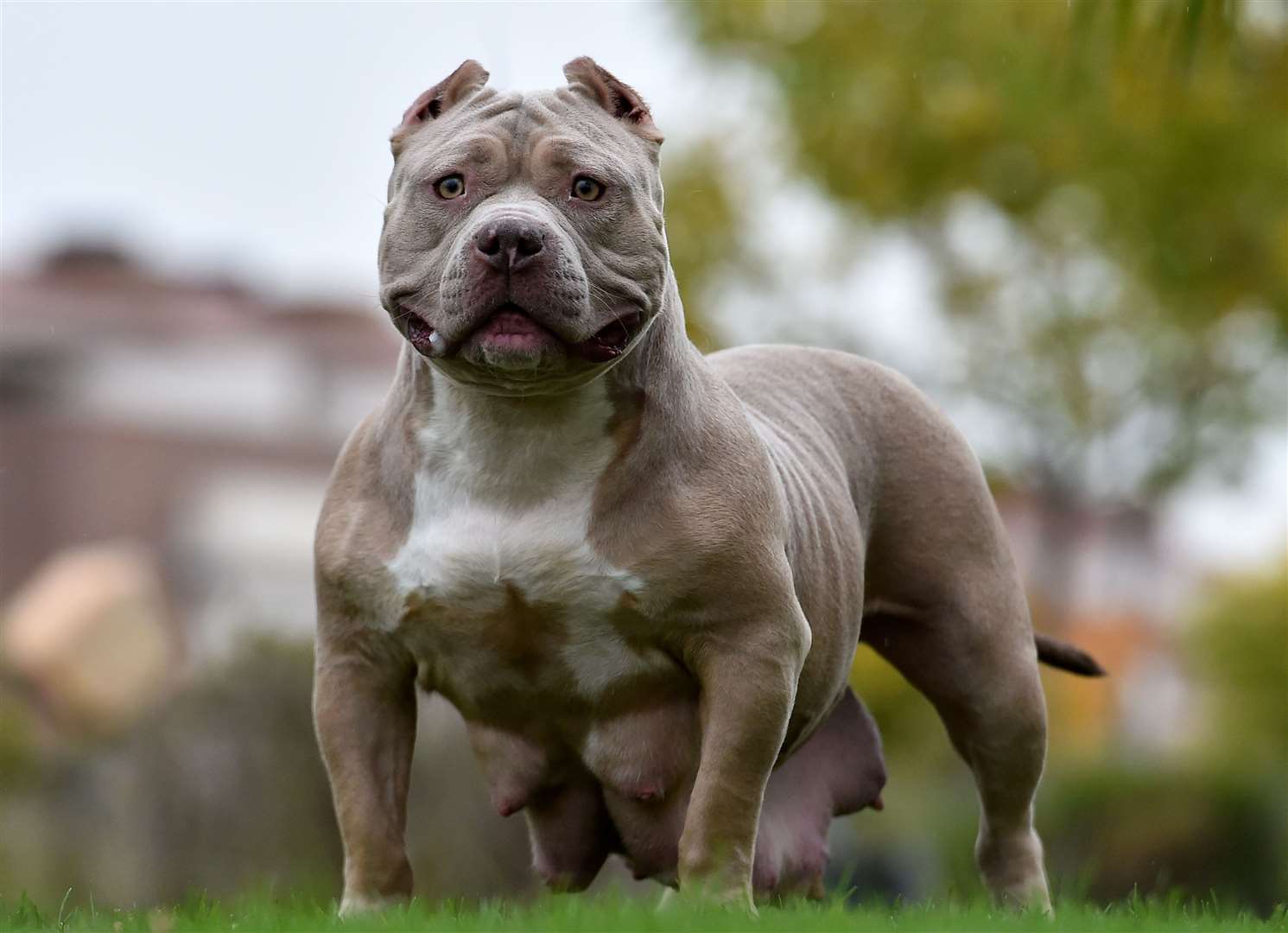 The Bully Watch group says the breed’s genetics are rooted in a banned Pitbull. Image: iStock.