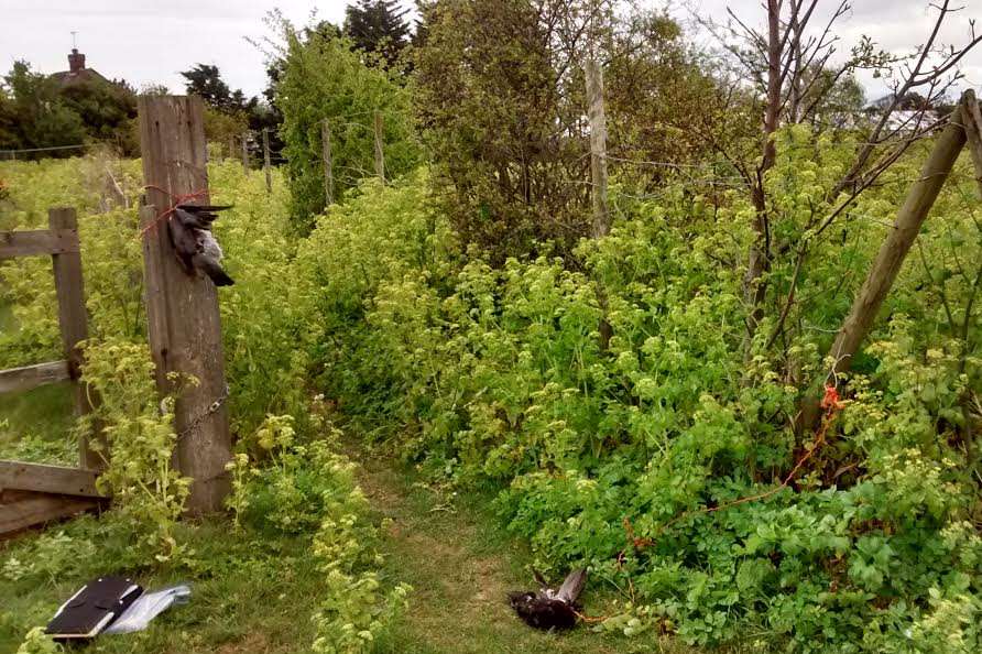 The RSPCA wants information after the dead birds were found tied to fences