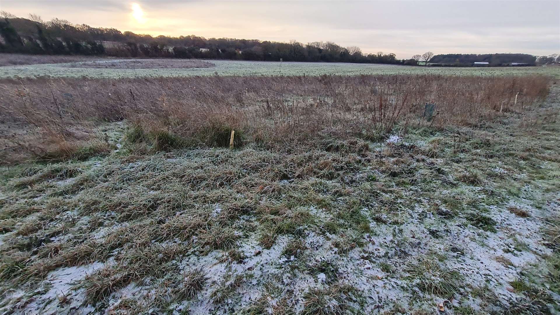 100,000 trees have been planted at Adisham