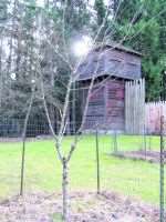 The east Kent apple orchard taking shape in Washington