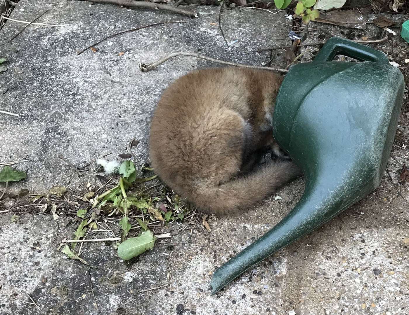 (RSPCA/PA)