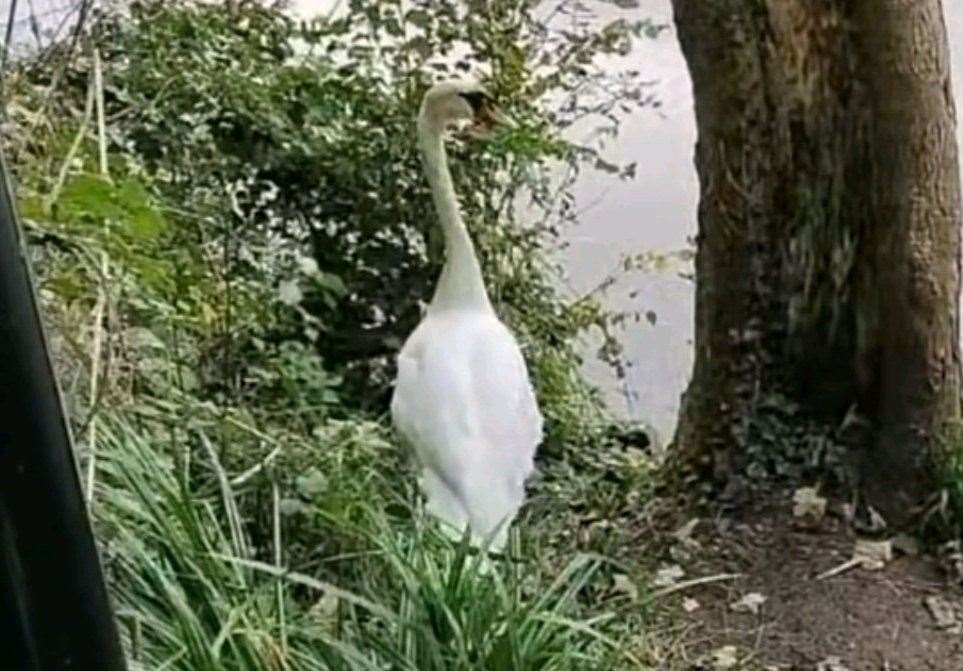 Firearms officers were called to the M20 westbound near Junction 5 for the Aylesford Interchange after a swan was left "confused" after crash-landing. Picture: Kent Police