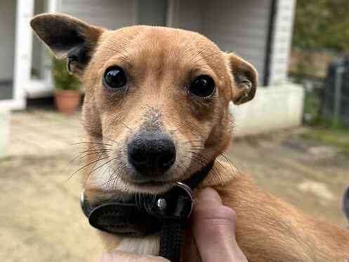 John the chihuahua and Jack Russell mix. Picture: Last Chance Animal Rescue