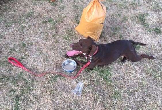 Even the SD hound was feeling the heat, she was very happy to borrow one of the bar’s many stainless steel dog bowls