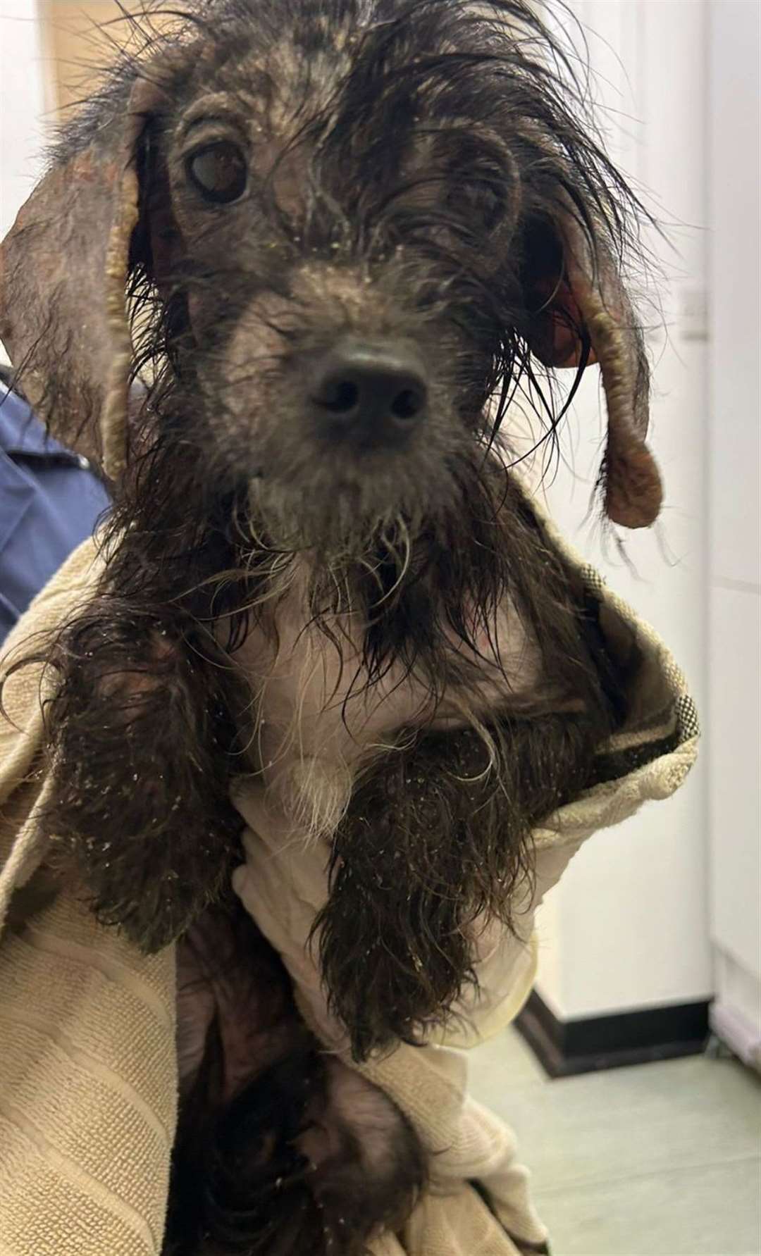 Wally was flea-ridden malnourished and had a skin condition when handed in to the Shrubbery Veterinary Clinic, Gravesend. Picture: Animal Samaritans