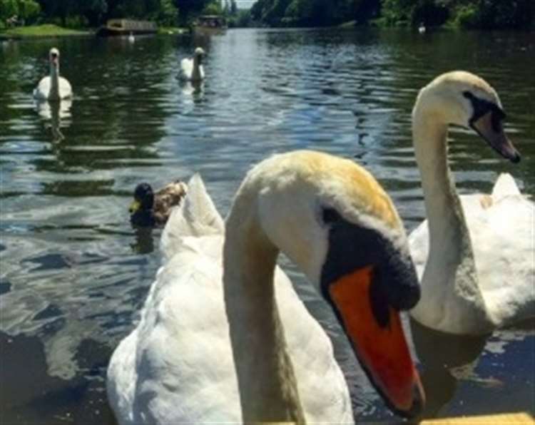 High cases among wild birds are thought to be behind increased numbers in captive flocks