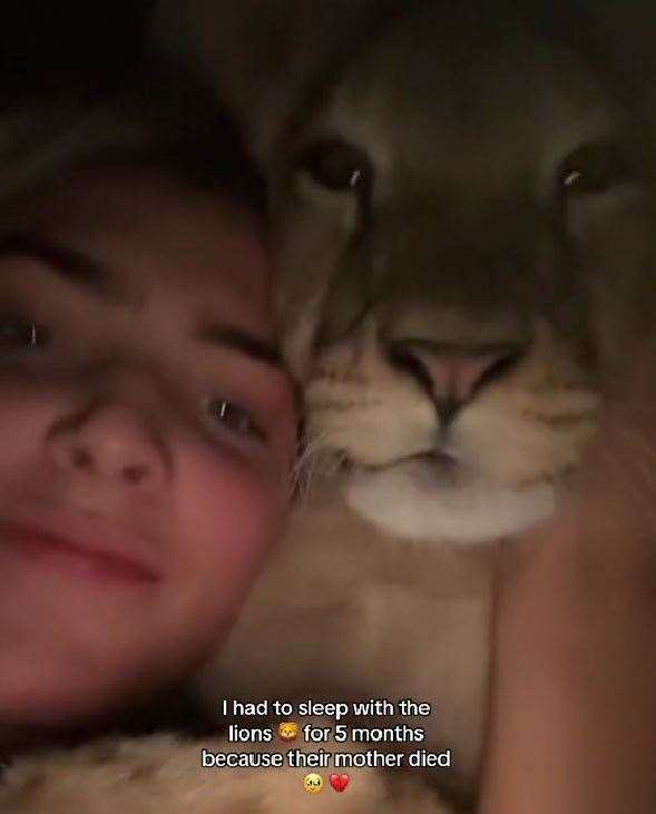 A TikTok of Freya Aspinall cuddling a lion has got more than 10 million views. Picture: Freya Aspinall on TikTok