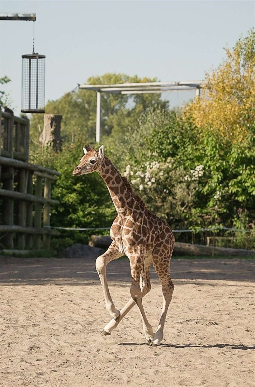 Stanley is ‘strong, healthy and very content’ after his dramatic birth (Chester Zoo/PA)