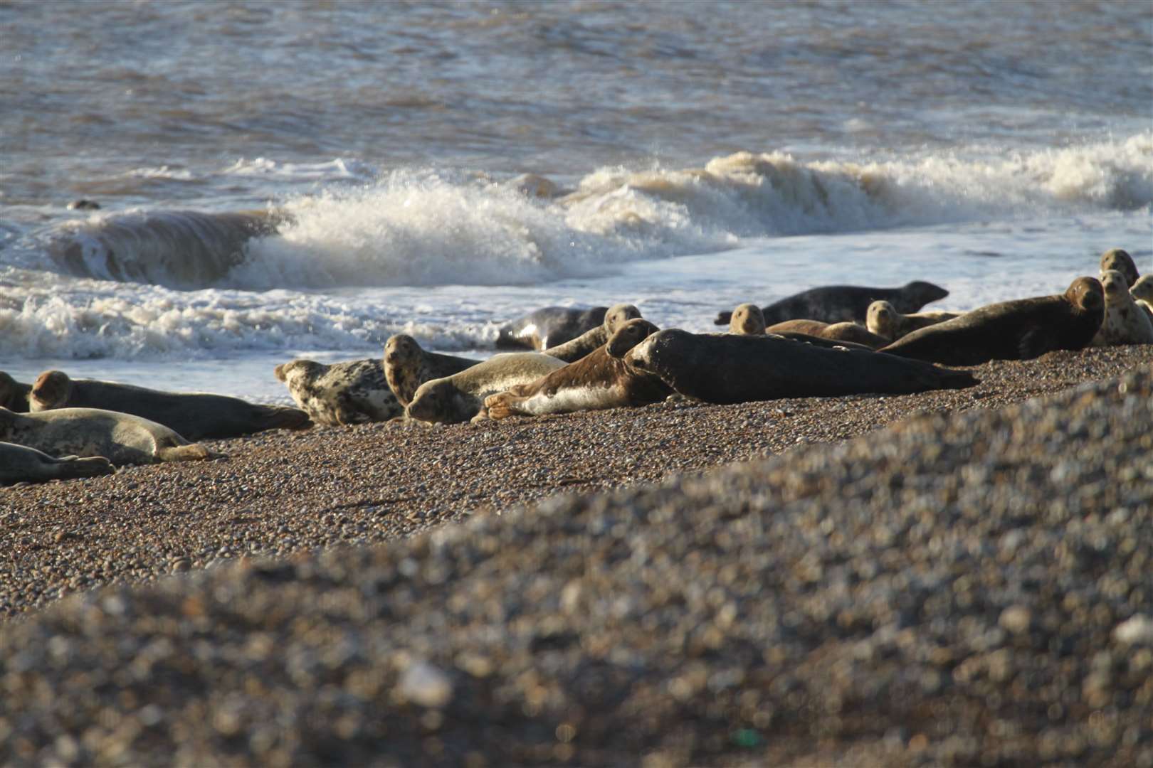 The grey seal colony on the shores of Orford Ness (National Trust/PA)