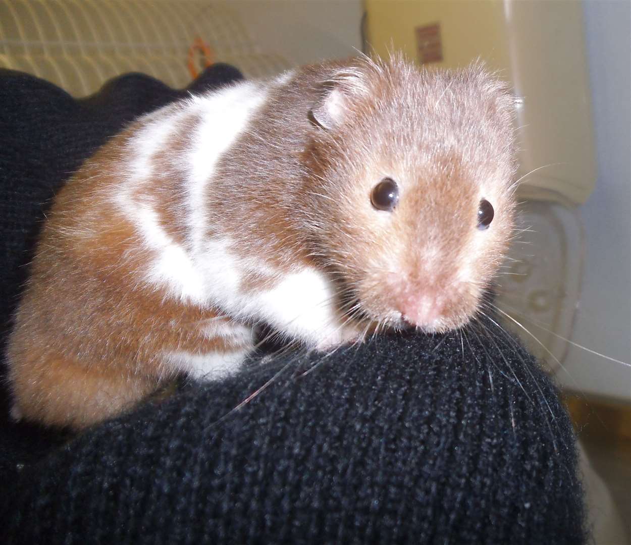 A family court judge how told how a boy had to leave his pet hamster behind after leaving a care placement. (SPCA/PA)